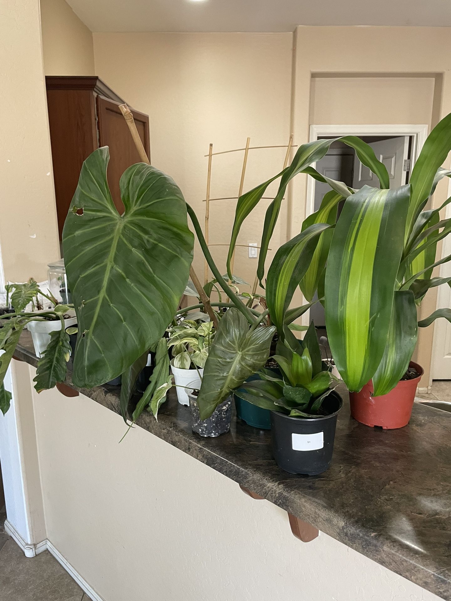 14 Plants For $28
