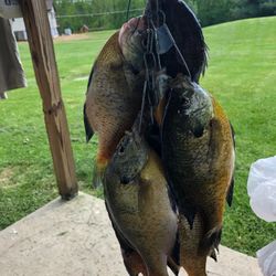 Survival Hooks (500)