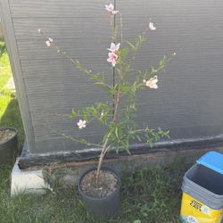Nectarine: 4 Flowering Trees