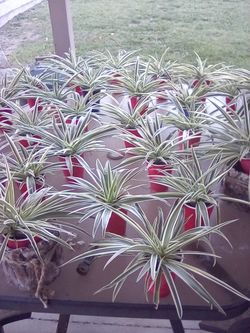 Spider Plants