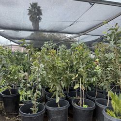 Plant Sale!! Closing 2 Weeks !!