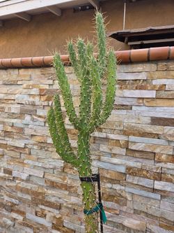 Cactus Plant
