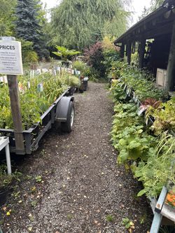 Plant Sale And Garage Sale