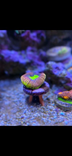 Decorating Coral