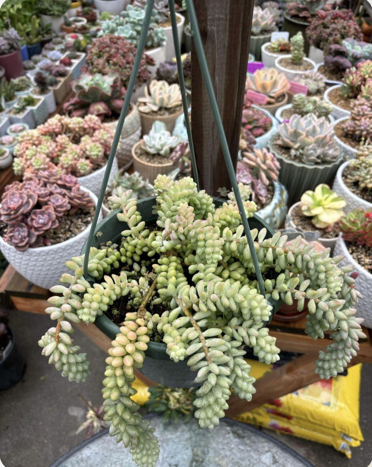 Burros Tail Succulent 