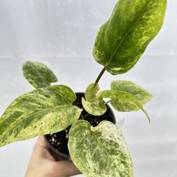 Anthurium Hookeri Variegated Plant