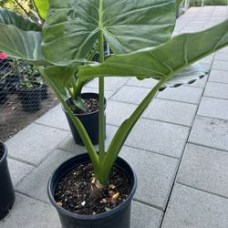 Alocasia/ Elephant ear plant