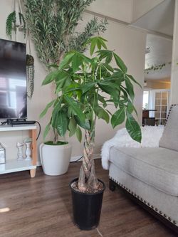 $95 Money tree 🌳