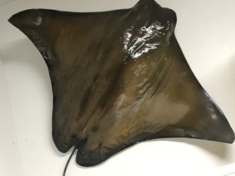 Wall mount stingray about 3 feet wide