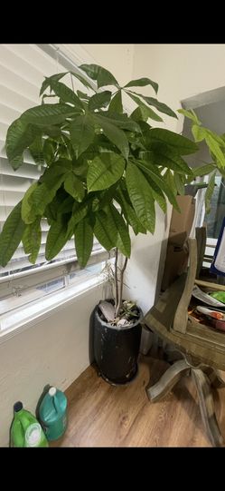 Money Tree