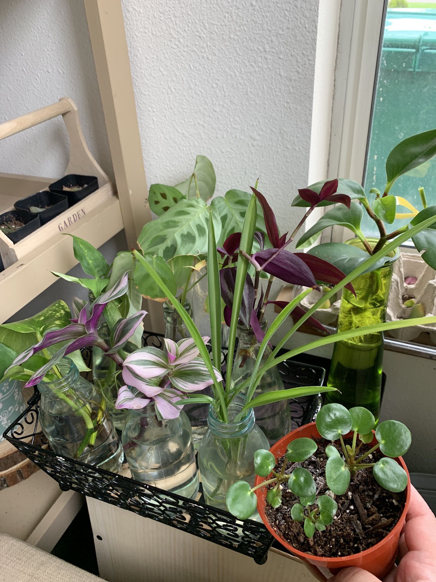 Selling plant cuttings , multiple plants for sale