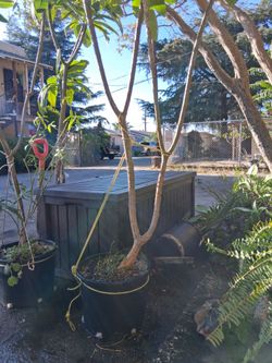 Multi Branched Plumeria tree