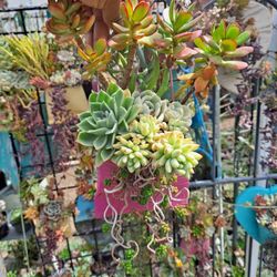 Succulent Plants