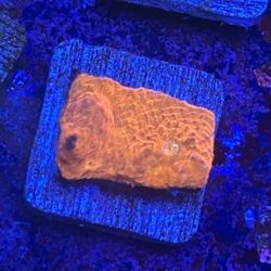 Orange Chalice Display Decor