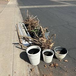 Free Flower Pot Plants
