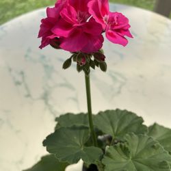 Geranium / ‘Pelargonium’ (Outdoor & Indoor Live Plant)