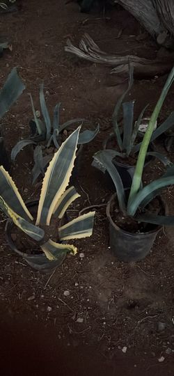 Maguey