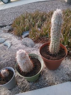 Old Man Cactus