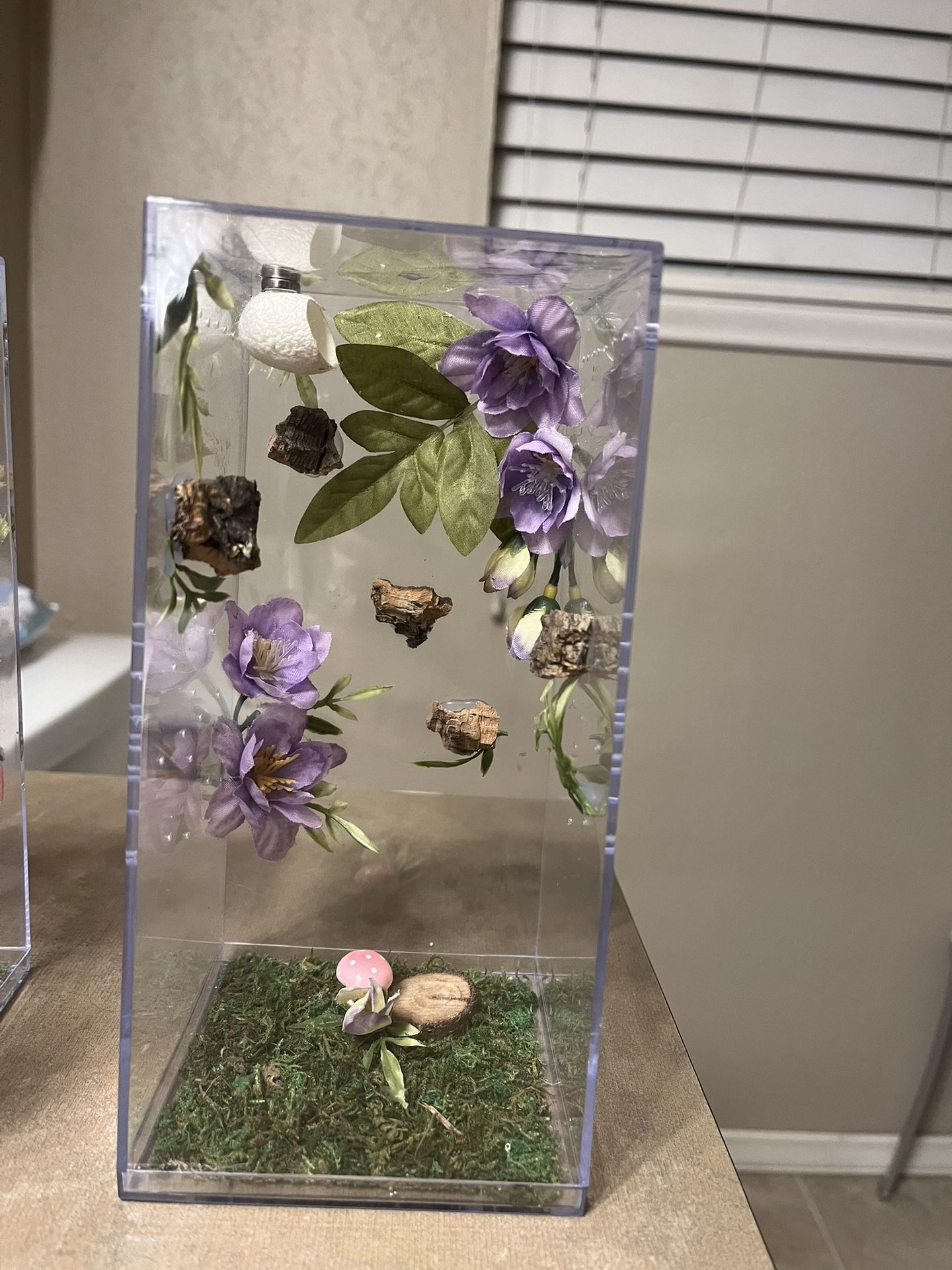 Jumping Spider Terrarium