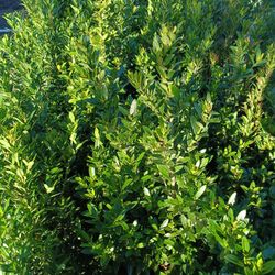 Dwarf Ixora Privacy Hedge Plants 3gl 🌿🌿$6