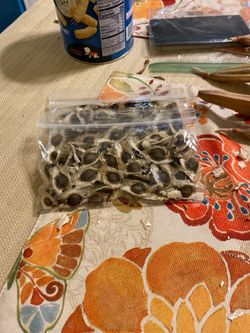 Moringa seeds