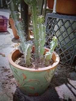 Large Cactus in Decorative Ceramic Pot
