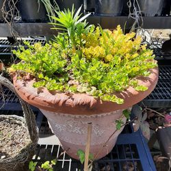 Large Flower Pot With Lilies And Creeping Jenny 
