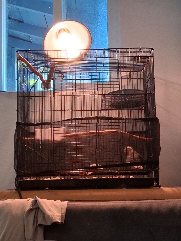 Bird Cage Cokatiel