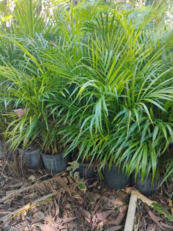 Areca Palm hedges from $8