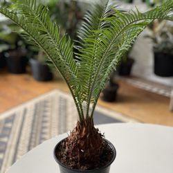 Sago Palm 
