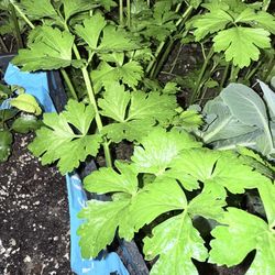baby celery 🌱