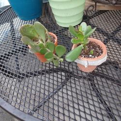 Succulents