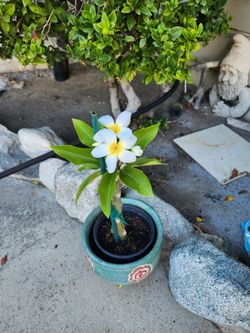 Vendo arbolito de plumeria color amarilla con blanco  muy bonita planta