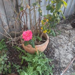 Clay Pot With Rose 