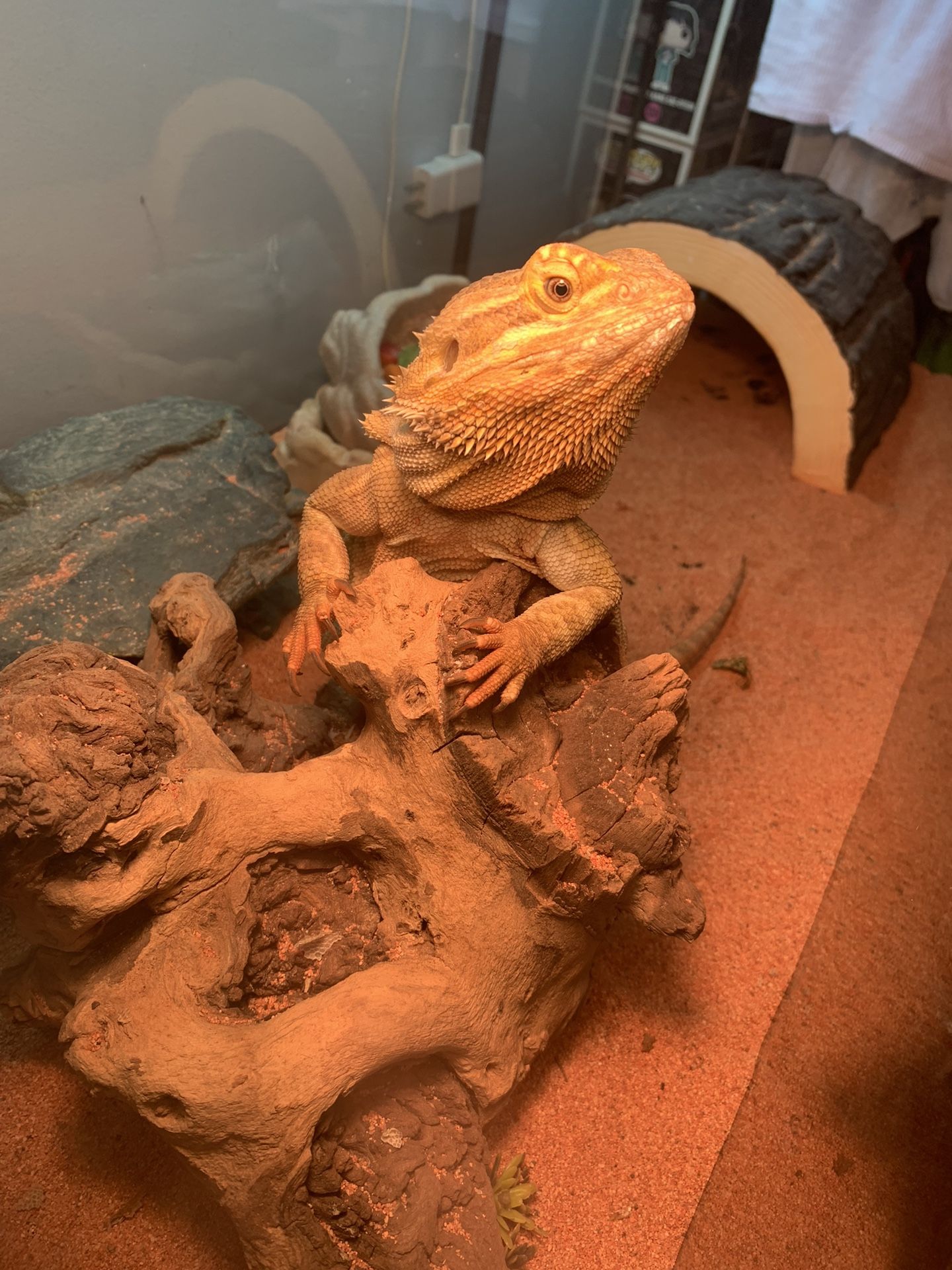 50 Gallon Bearded Dragon Tank Habitat