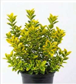 Big golden euonymes bush