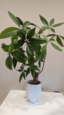 Chinese Lucky Plant With Vase