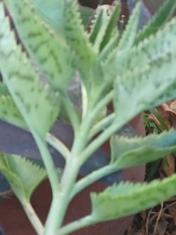 KALANCHOE O MALA MADRE