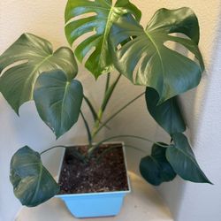 🌿 Monstera Plant – Healthy & Beautiful Indoor Plant