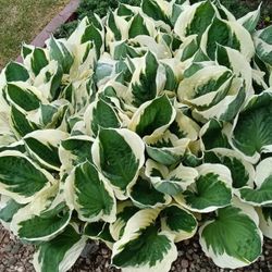 🪴perennial Hosta