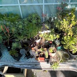 Plants Succulents