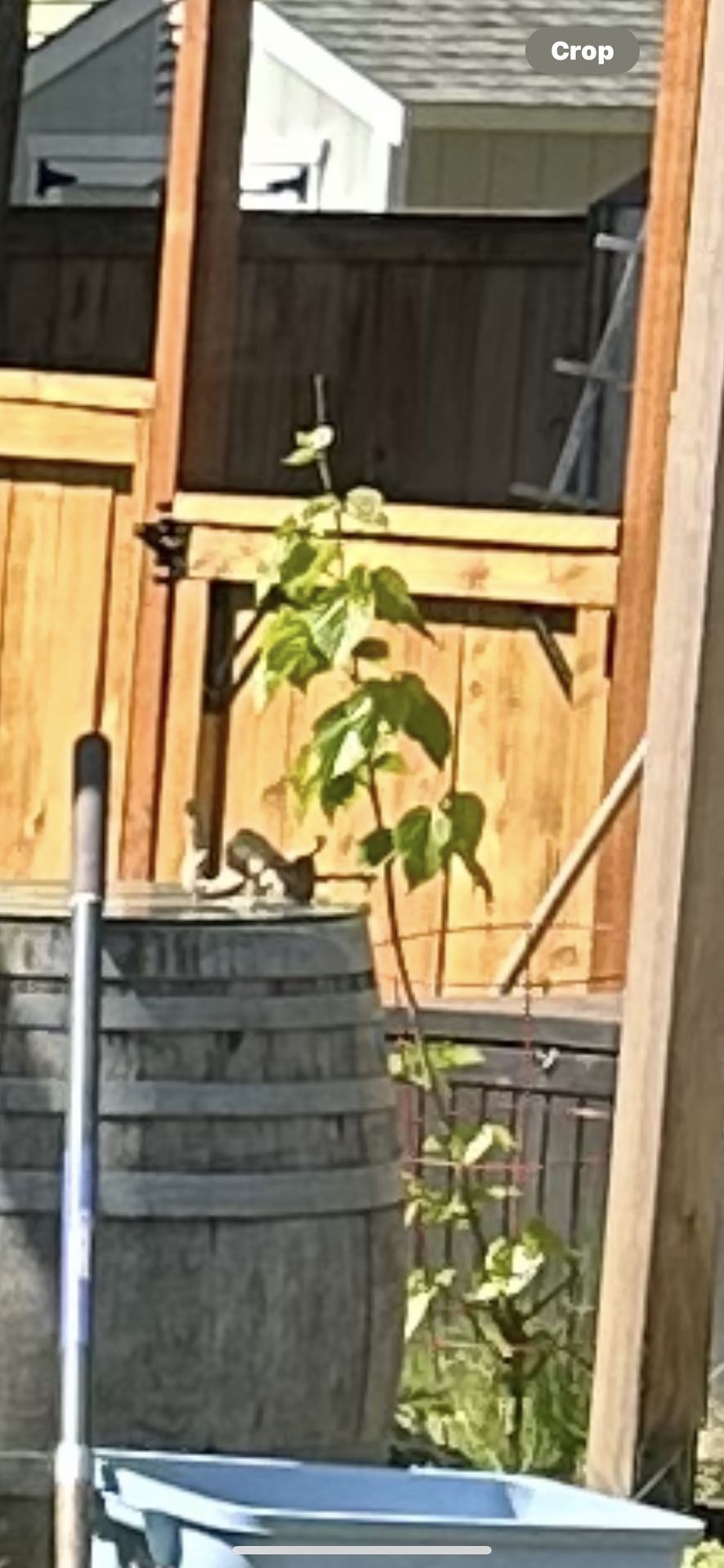 Pet Shrimp Food Fresh Frozen Mulberry Leaves