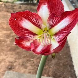 Amaryllis Red Around White Center 