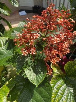 Pagoda Flowering Tropical Plant