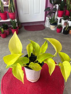 Neon Lime Lemon Pothos Indoor Plant