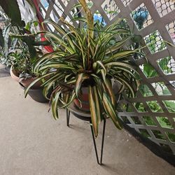 Plant.