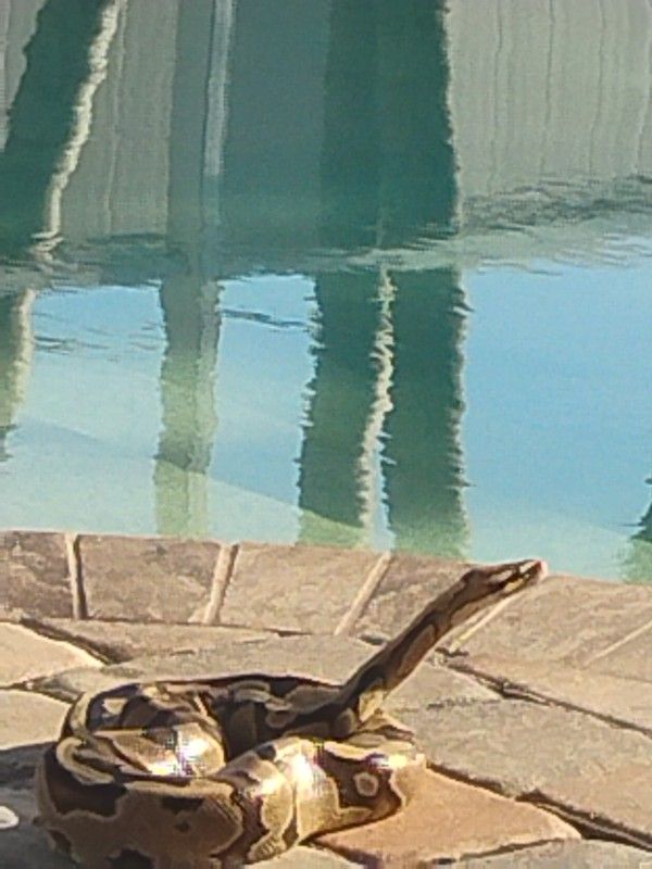Adult BOA