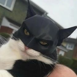 New, Superhero Cat Masks. 4 different Styles Available $15 Each 