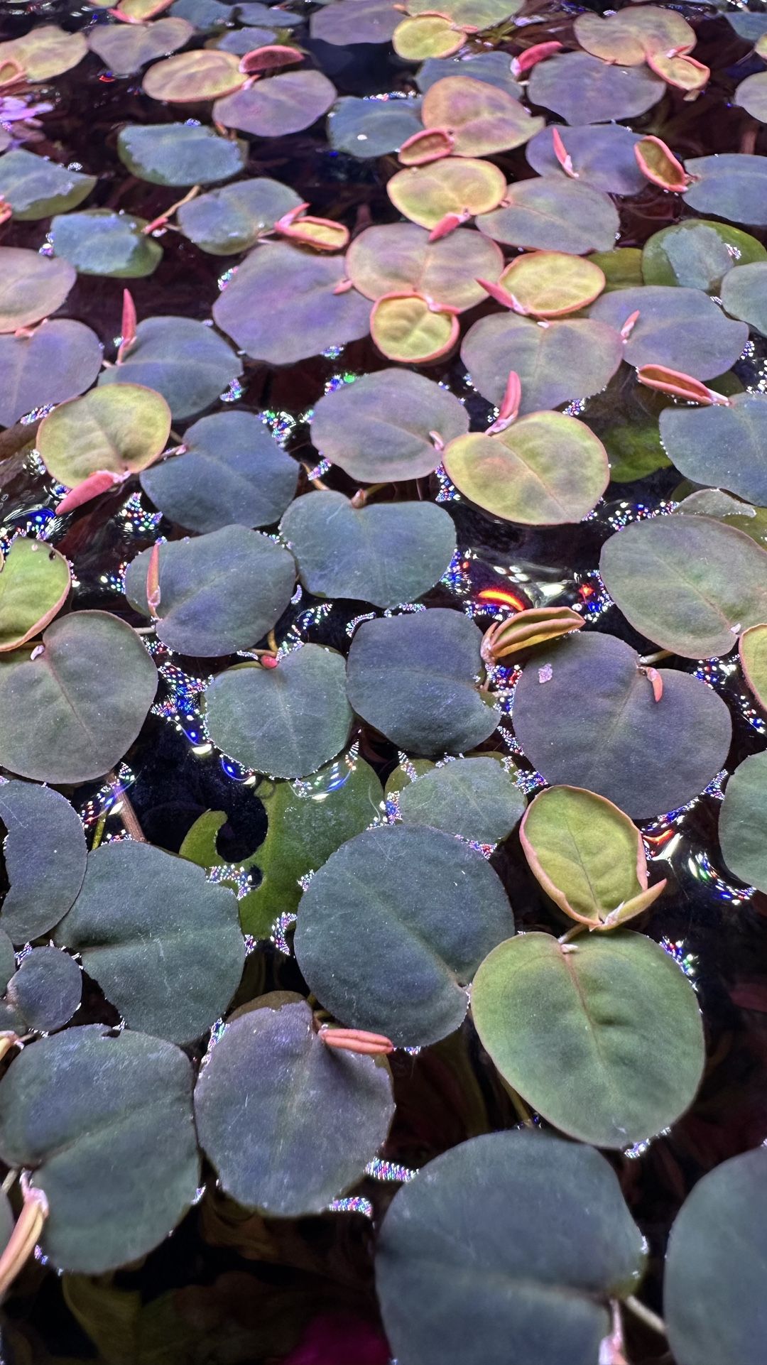 Red Root Floaters