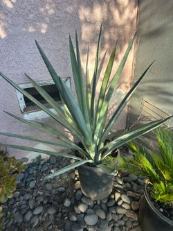 AGAVE